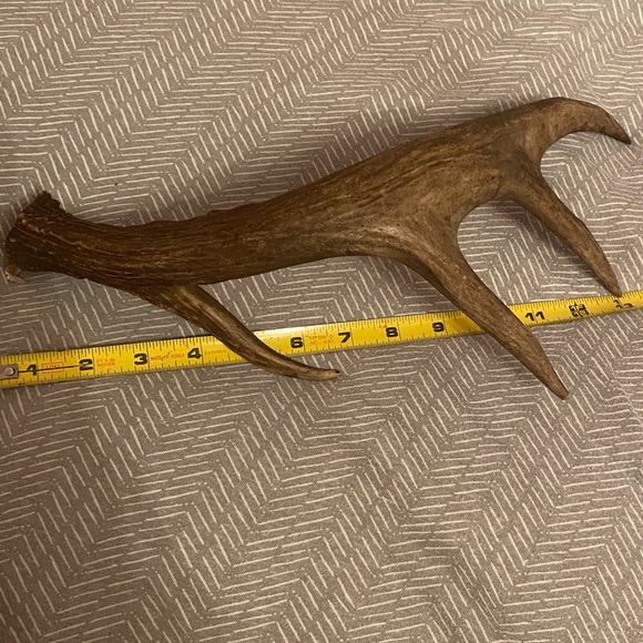 Other - Deer antler from Maine whitetail deer